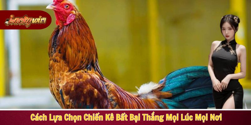 Cách lựa chọn chiến kê