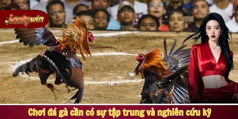 Chơi đá gà cần có sự tập trung và nghiên cứu kỹ