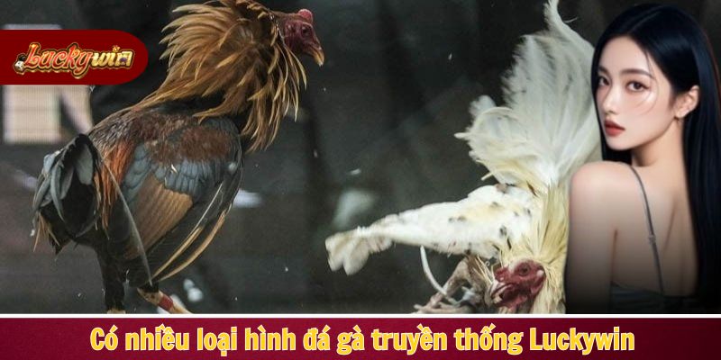 Có nhiều loại hình đá gà truyền thống Luckywin