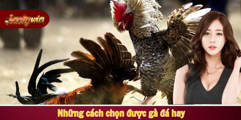 Những cách chọn được gà đá hay